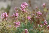 Centranthus ruber