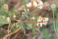 Silene vulgaris