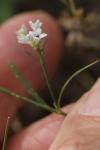 Asperula cynanchica
