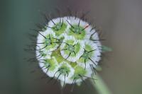 Scabiosa columbaria