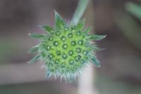 Knautia arvensis