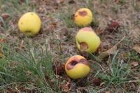 Malus domestica
