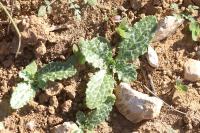 Silybum marianum