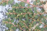 Euphorbia prostrata