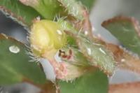 Euphorbia prostrata