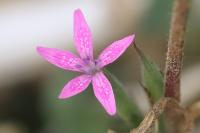 Dianthus armeria