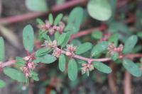 Euphorbia maculata
