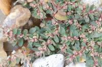 Euphorbia maculata