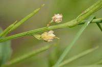 Barbarea vulgaris