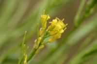 Barbarea vulgaris
