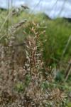 Draba muralis