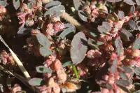 Euphorbia maculata