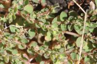 Euphorbia prostrata