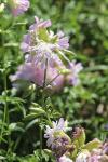 Saponaria officinalis