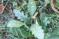 Silybum marianum