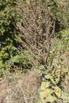 Verbascum densiflorum