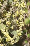 Verbascum densiflorum