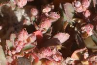 Euphorbia maculata