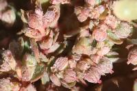 Euphorbia maculata