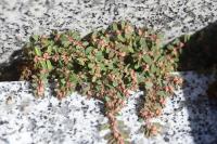 Euphorbia maculata