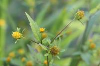 Bidens frondosa