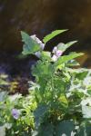 Althaea officinalis