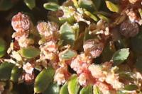 Euphorbia maculata