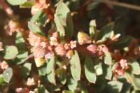 Euphorbia maculata