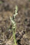 Spiranthes spiralis