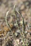 Spiranthes spiralis