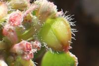 Euphorbia prostrata