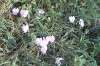Cyclamen hederifolium