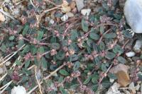 Euphorbia maculata