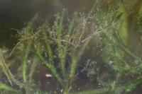 Ceratophyllum demersum