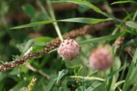 Trifolium fragiferum
