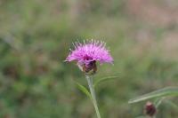Centaurea nigra
