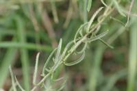 Achillea ptarmica