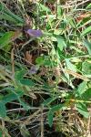 Lathyrus latifolius