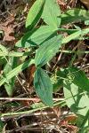 Lathyrus latifolius
