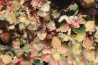 Euphorbia maculata