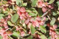 Euphorbia maculata