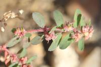 Euphorbia maculata