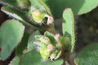 Euphorbia prostrata