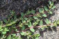 Euphorbia prostrata