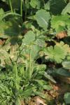 Arabidopsis thaliana