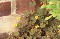 Oxalis corniculata