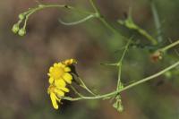 Senecio inaequidens