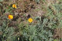 Eschscholzia californica
