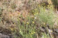 Senecio inaequidens