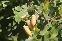 Quercus robur